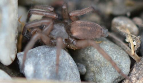 Réf. 244 191 : Haplodrassus sp.